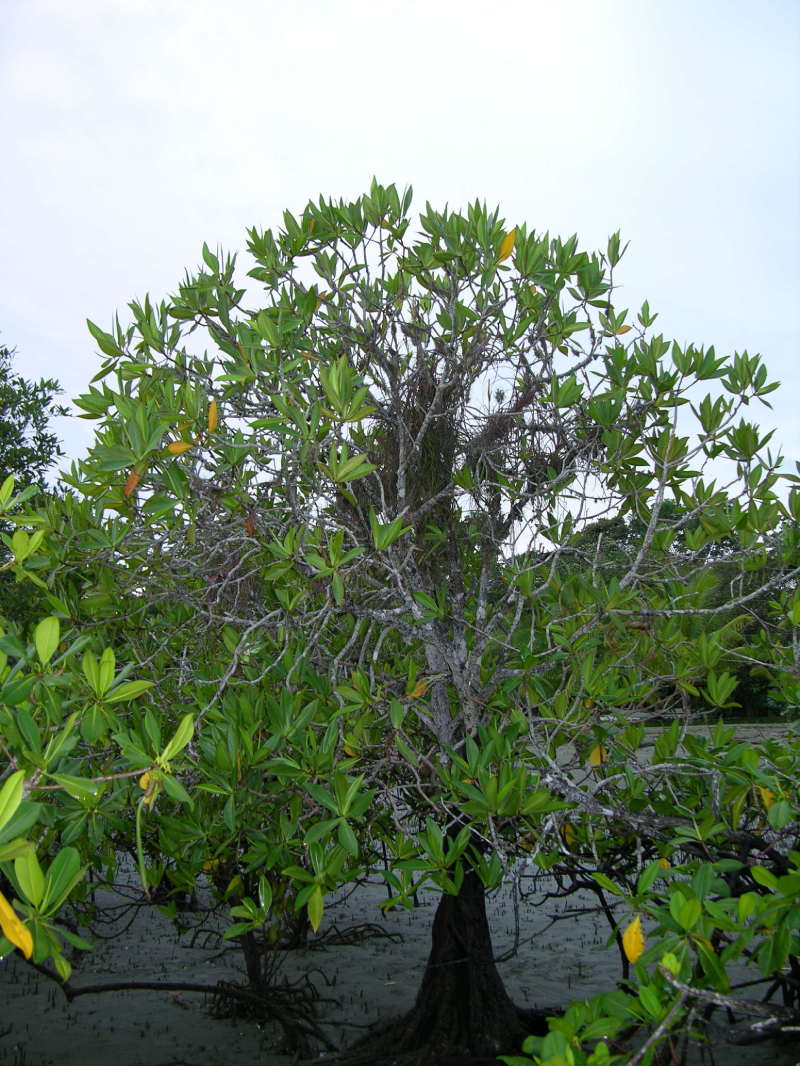 Pelliciera rhizophorae growth